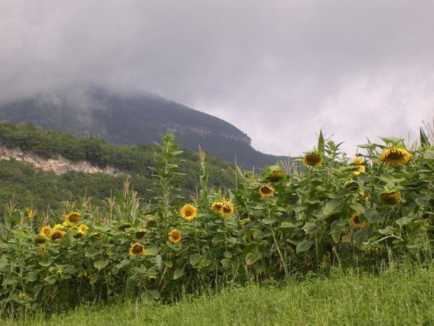 Agritur Le Pergole Hotell Villa Lagarina Eksteriør bilde